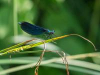 Blauflügel Prachtlibelle Männchen